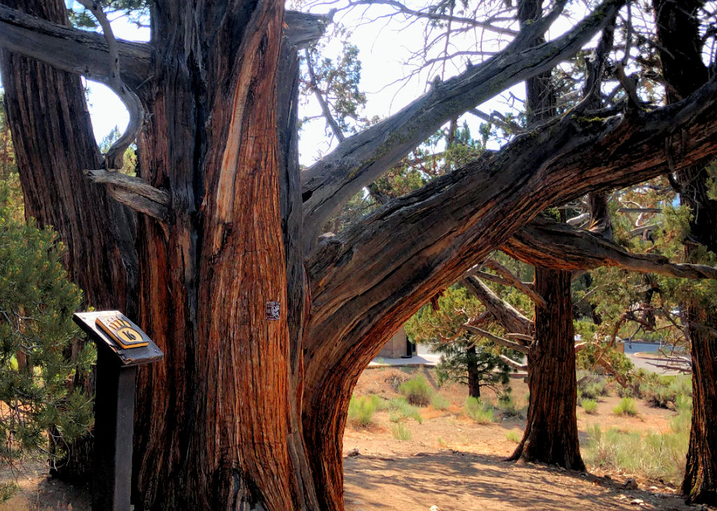Western Junper Tree