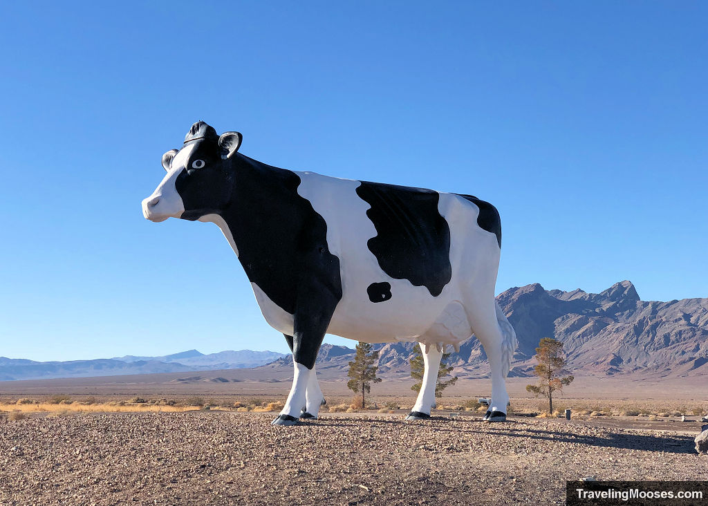 Big Bovine of the desert Amargosa Valley Nevada