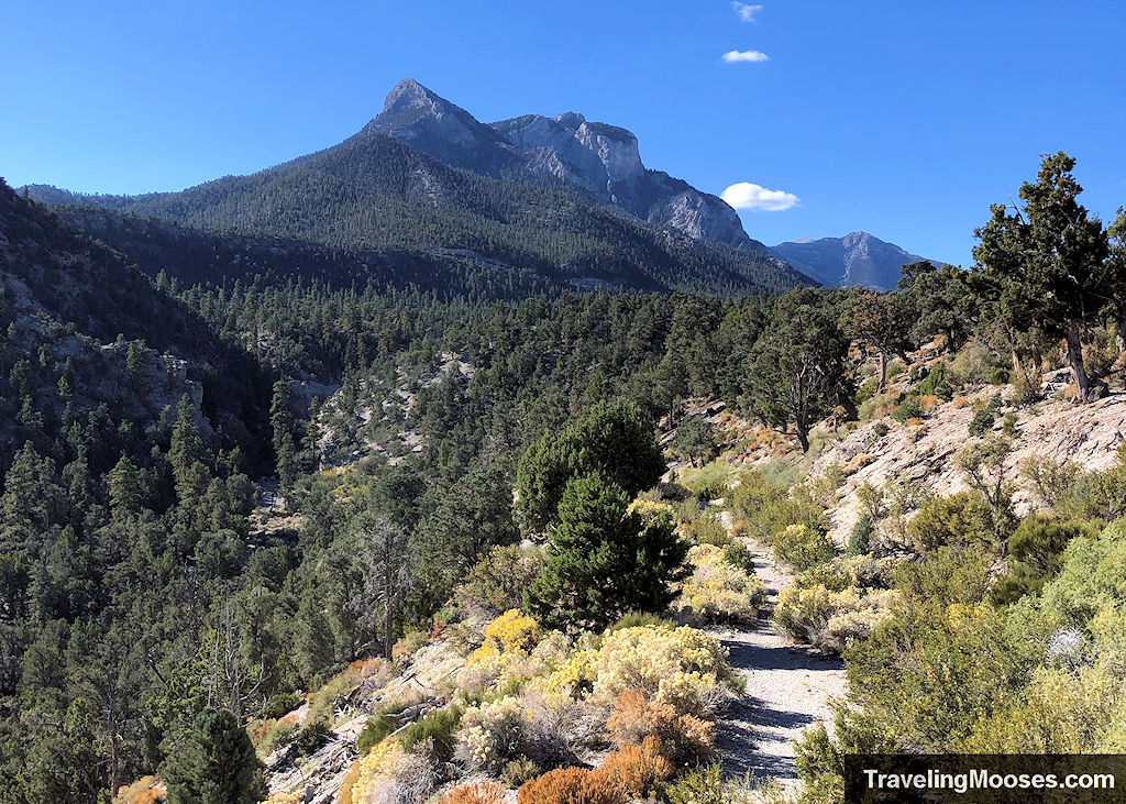 Blue Tree Loop Trail Mount Charleston