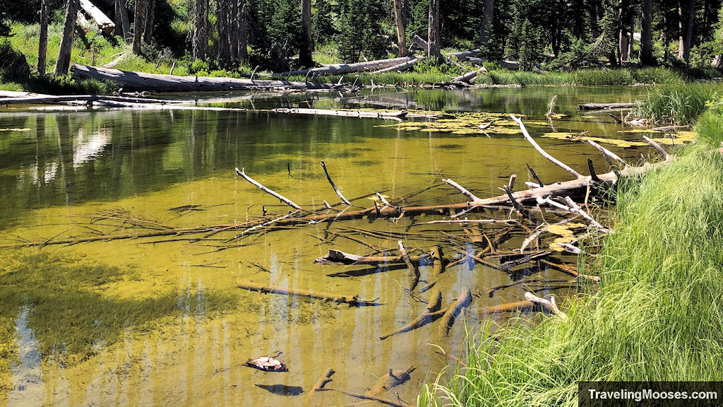 Algae filled pond on a sunny day